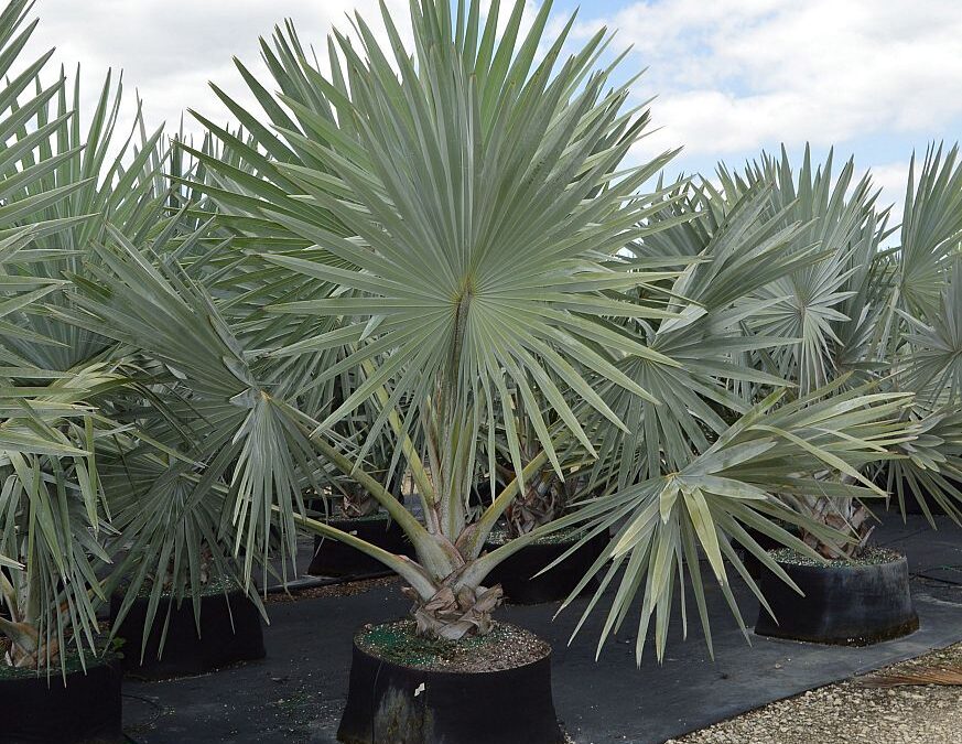 Connecticut Tropical Landscapes | Tropical Plants for Sale and Delivery | Exotic Plants in Connecticut